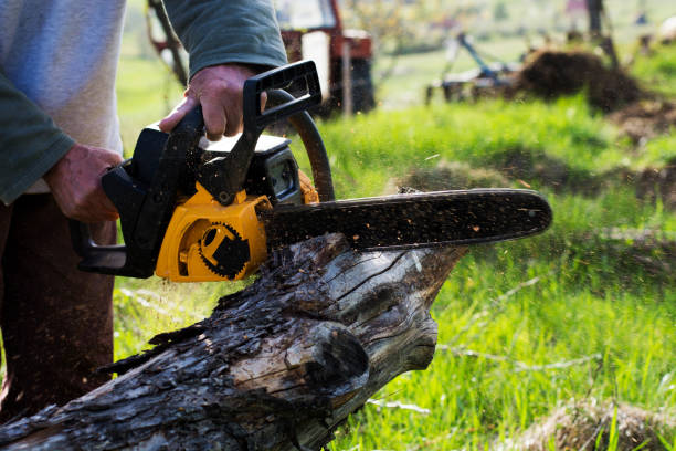 How Our Tree Care Process Works  in  Lindon, UT